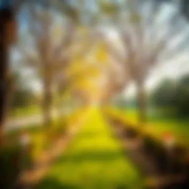 Beautiful pathway surrounded by trees in Al Mushrif Park