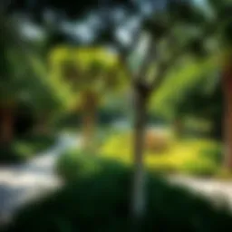 A serene park in Dubai showcasing lush greenery and walking paths