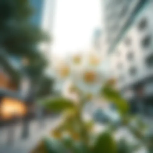 Lemon blossom in full bloom in an urban landscape